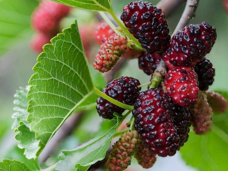 Шелковица купить саженцы из питомнике в Мариуполе