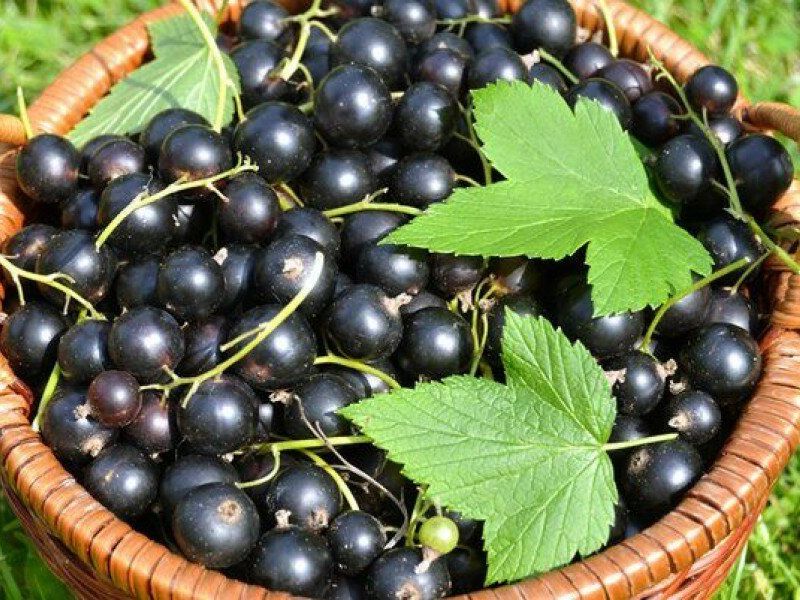 Смородина купить саженцы из питомника в Мариуполе