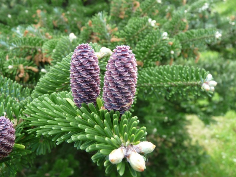 Саженцы хвойных купить саженцы из питомника в Мариуполе