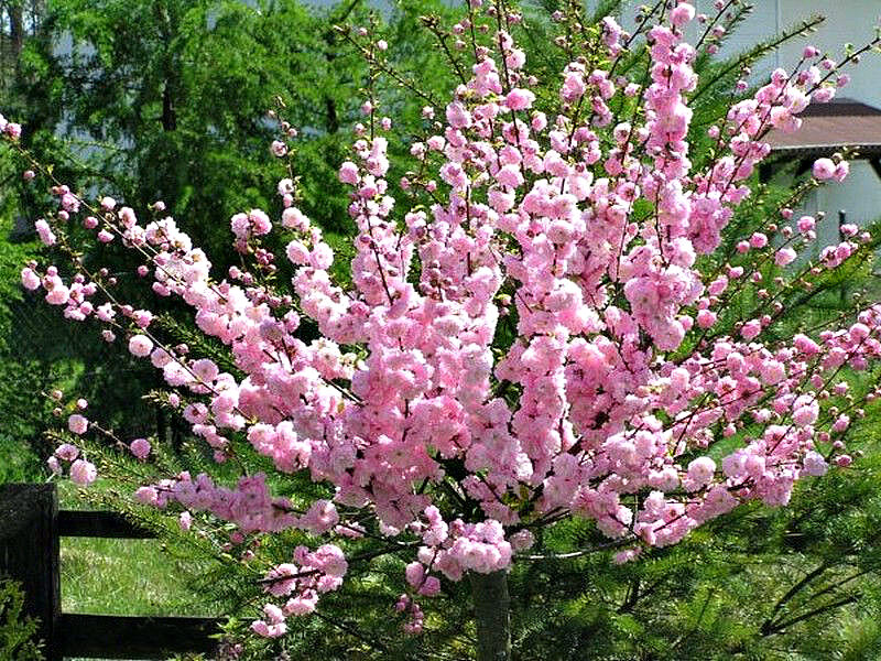 Миндаль купить саженцы из питомника в Мариуполе
