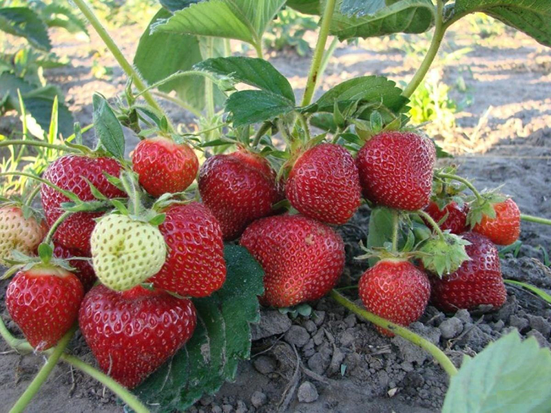 Клубника купить саженцы из питомника в Мариуполе