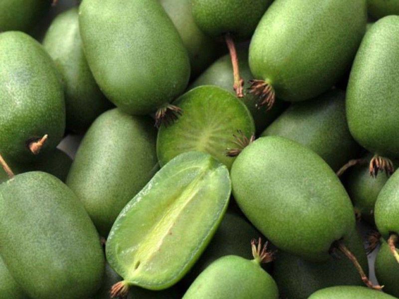 Актинидия купить саженцы из питомнике в Мариуполе