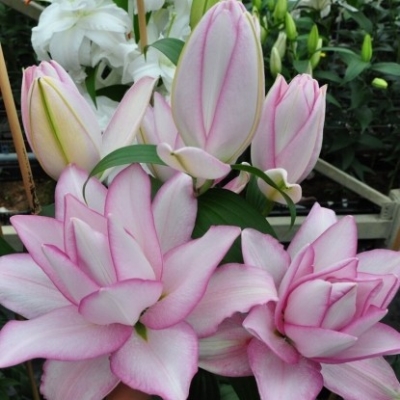 Лилия "РОЗЕЛЛИ АННУШКА" 3 штуки (размер 18/20)