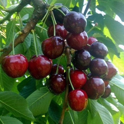 Черешня "ТЕРЕМОШКА"