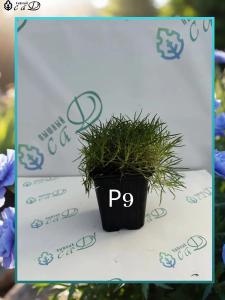 Гвоздика Джера