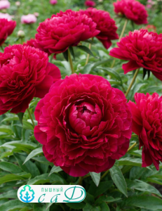 Пион "КРАСНЫЙ ГИГАНТ"