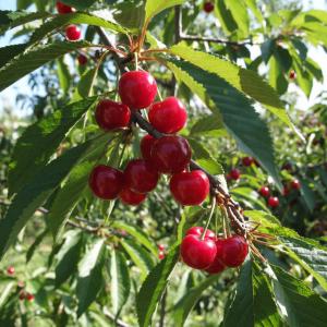 Вишня "ЖЕЛАННАЯ" среднего срока созревания
