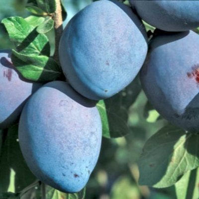 Слива "ГРОССА ДИ ФЕЛИСИО"